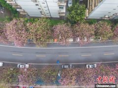 广西柳州20余万株洋紫荆花盛开 游人如织的赏花